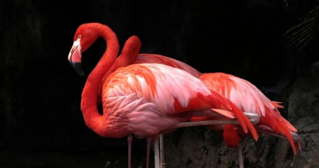 What Do Flamingos Mean Sexually