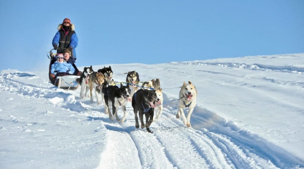 Juneau Dog Sledding Tour