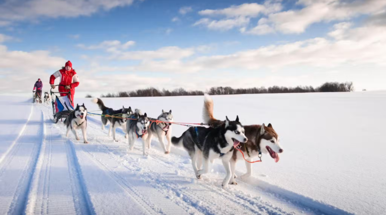 Juneau Dog Sledding Tour