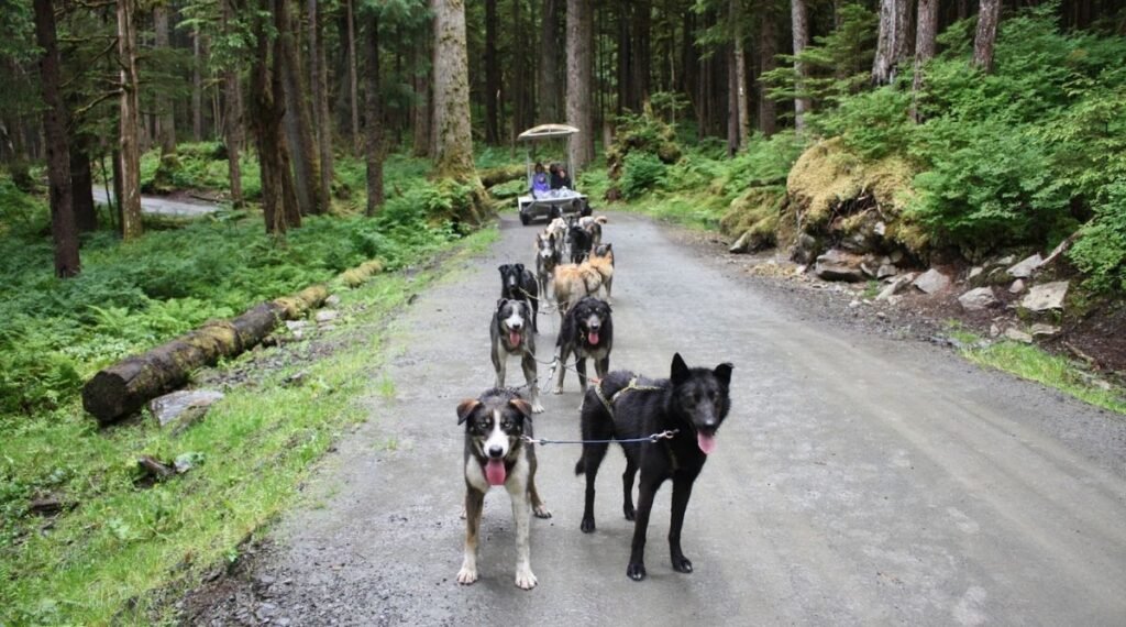 dog sled tours in juneau